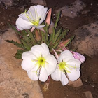 Picture of the business